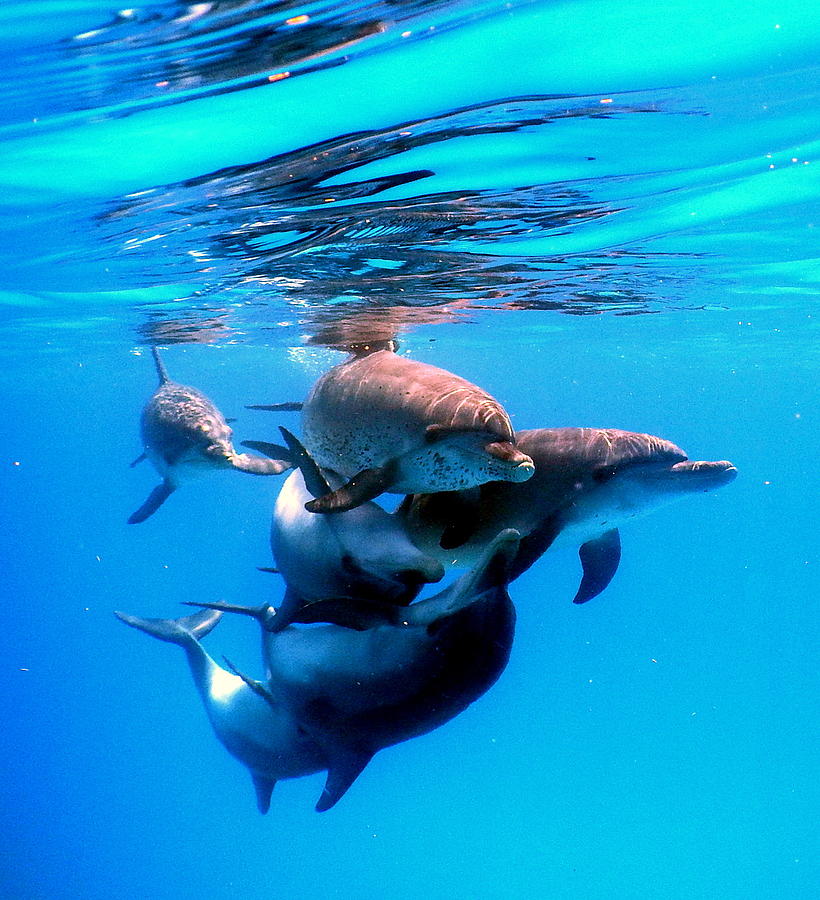 Dolphin friends Photograph by Lisa Hill - Fine Art America