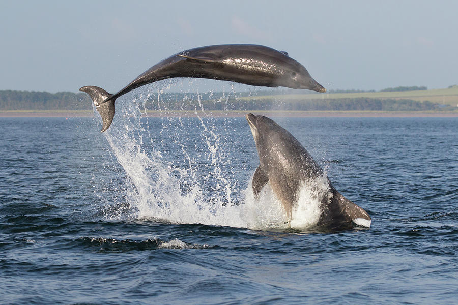 Dolphins having Fun by Karen Van Der Zijden Dolphins having Fun by Karen Van Der Zijden