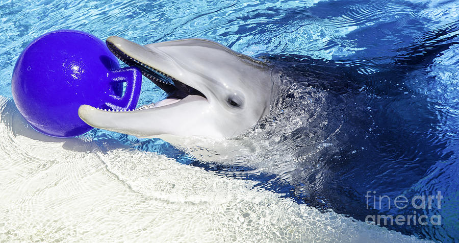 Dolphin Fun Photograph by Nick Boren