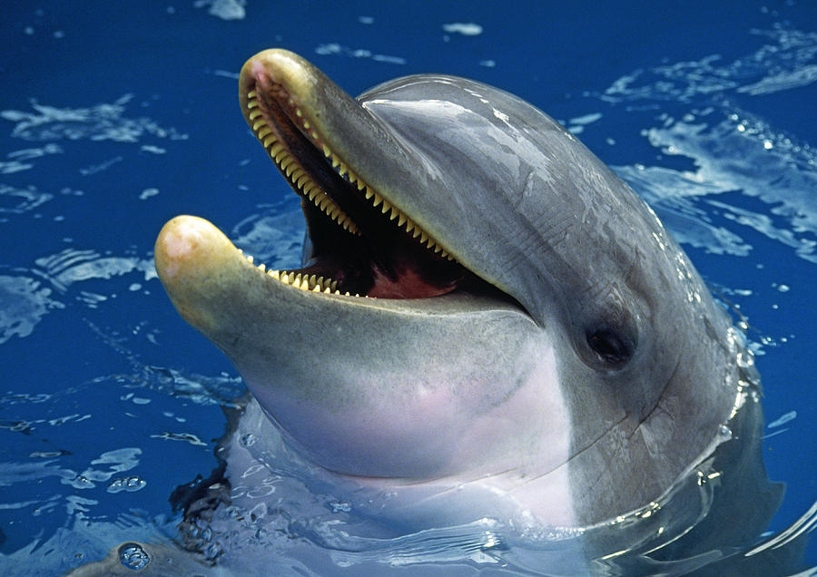 Dolphin Photograph by Gary Corbett