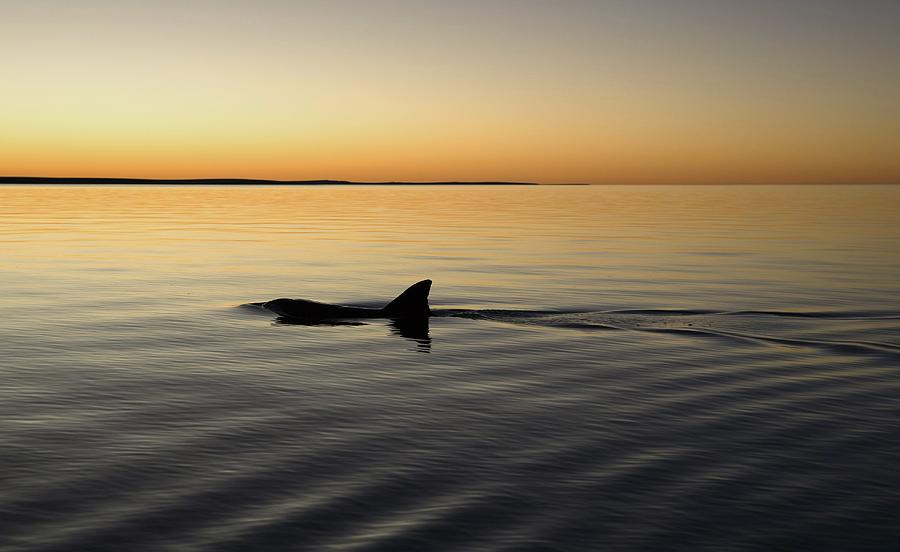 Sunset Photograph - Dolphin by Gary Wright