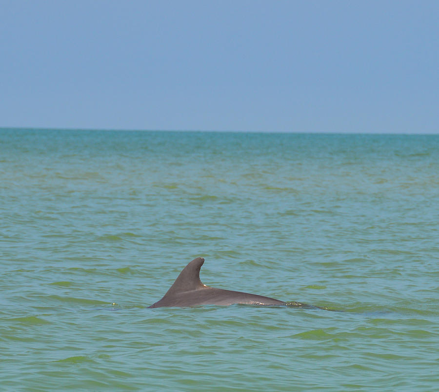 Dolphin in the Gulf Photograph by Benjamin Andersen | Fine Art America