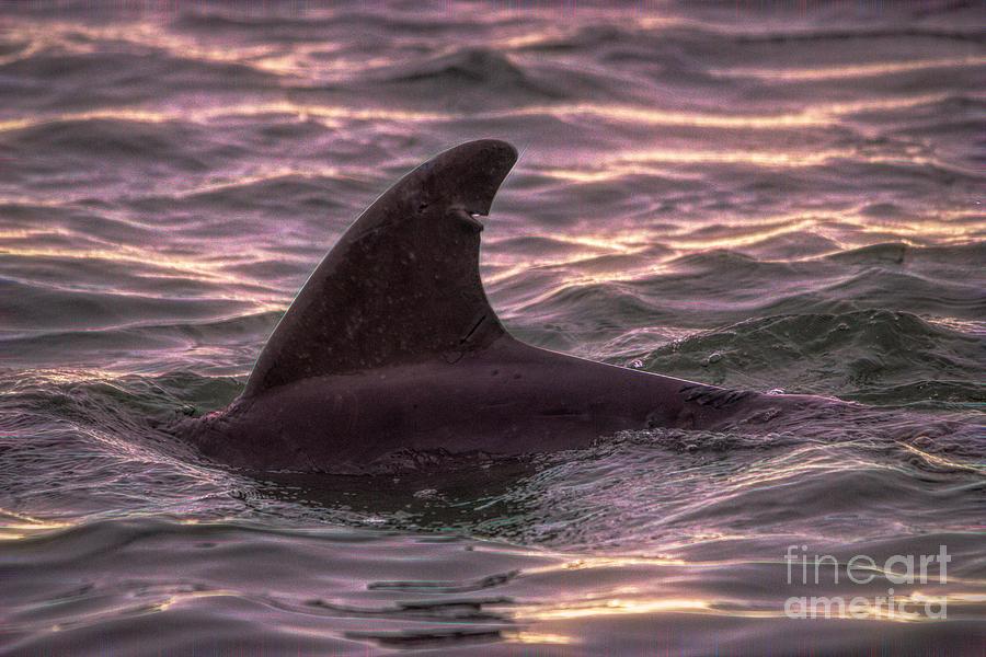Dolphin Photograph - Dolphin In The Marshwalk by Paulette Thomas