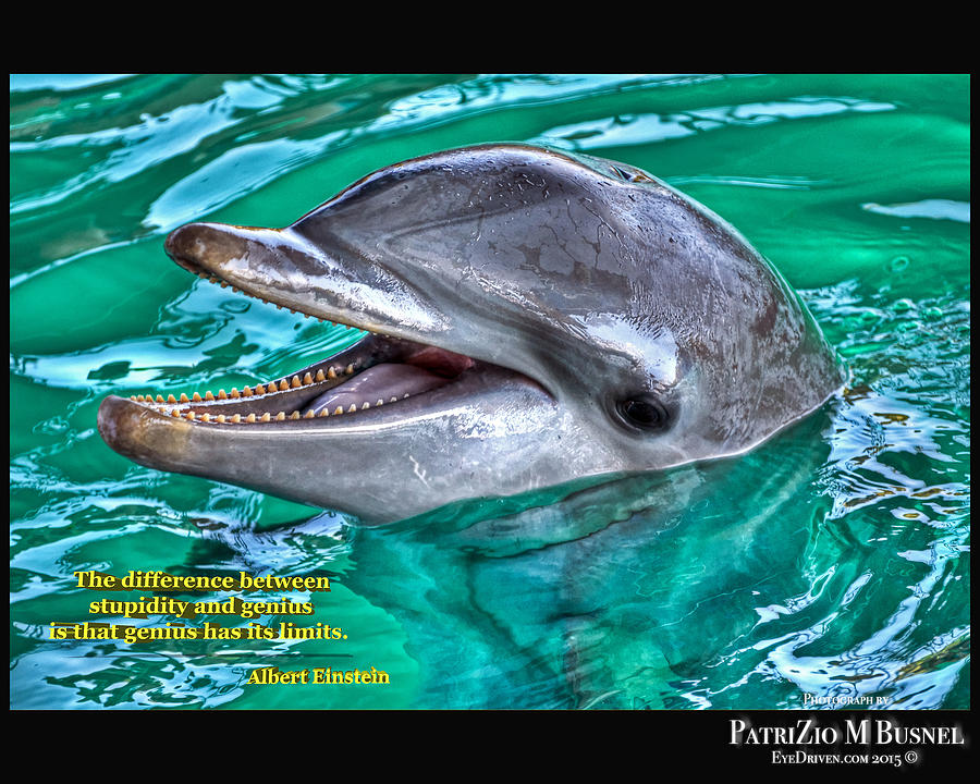 Dolphin intelligence Photograph by PatriZio M Busnel