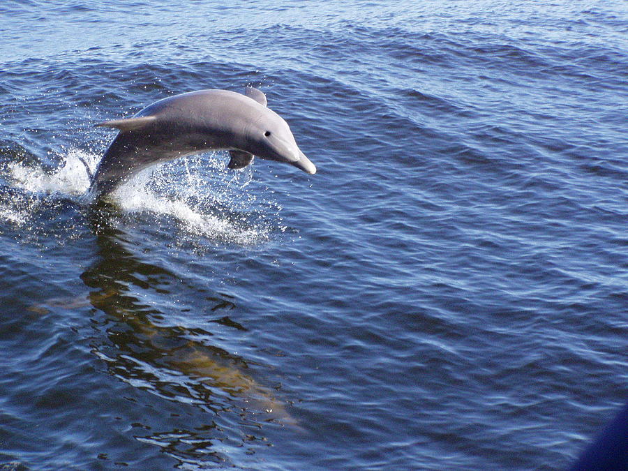 Dolphin Jump Photograph by Patty Vicknair