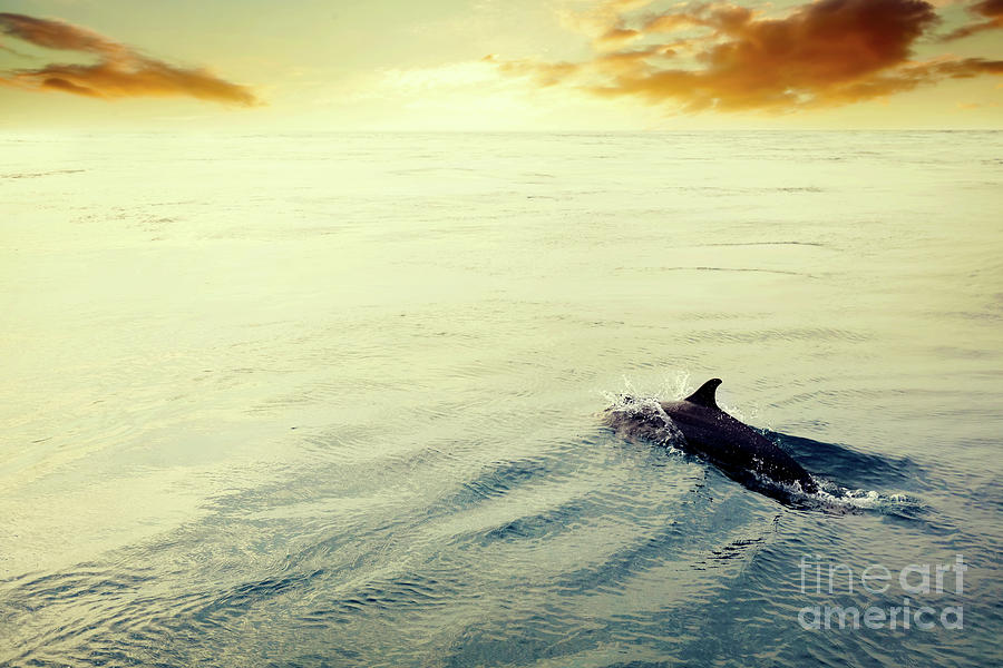 Dolphin jumping in the ocean at sunset. Maldives Photograph by Michal Bednarek