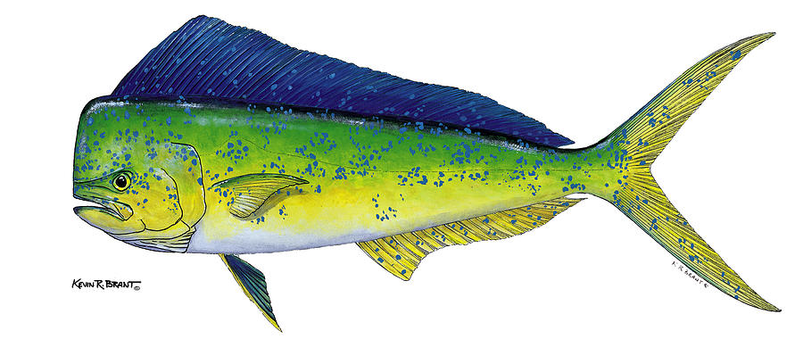 Dolphin Painting - Dolphin by Kevin Brant Dolphin Painting - Dolphin by Kevin Brant