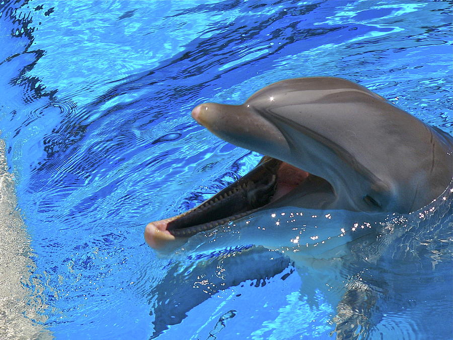 Dolphin Laugh Photograph By Henry Fournier