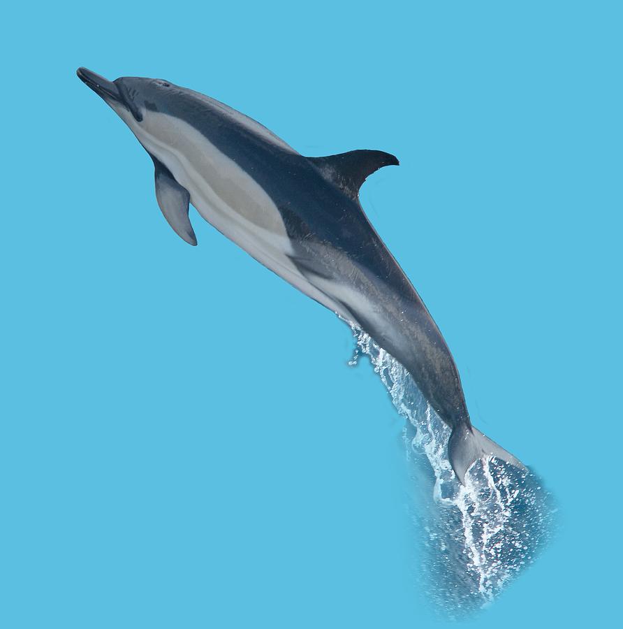 Dolphin leaping T-shirt Photograph by Tony Mills