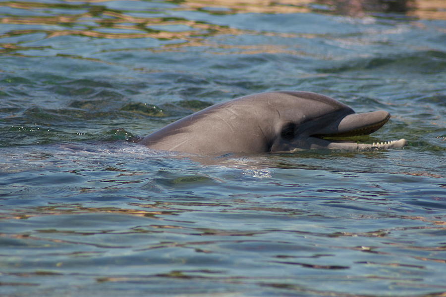 Dolphin Photograph by Michael Albright