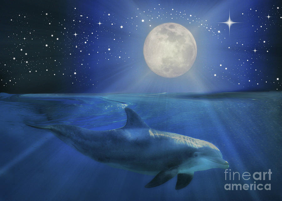 Dolphin, Moon Stars and Universe, Child of the Moon Photograph by Stephanie Laird
