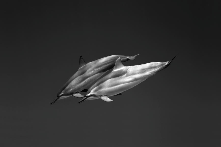 Black And White Photograph - Dolphin pair by Sean Davey