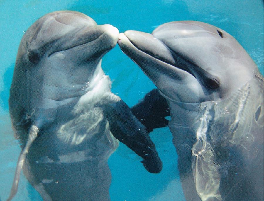 Dolphin Play Photograph by Florene Welebny
