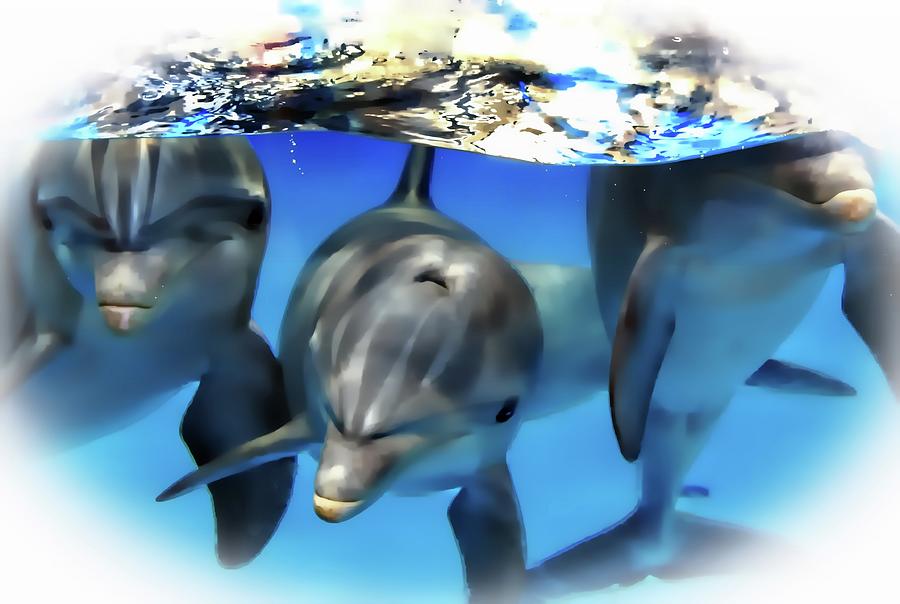 Dolphin Playful Pose Digital Art by Sheri McLeroy