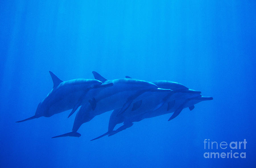 Dolphin Photograph - Dolphin Pod by Joss - Printscapes