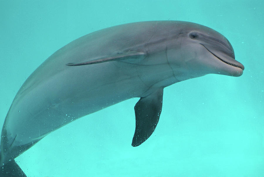 Dolphin Photograph by Sandy Keeton