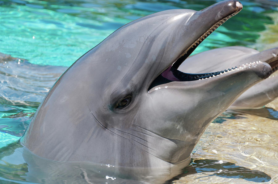 Dolphin Smile Photograph by Eddie Yerkish