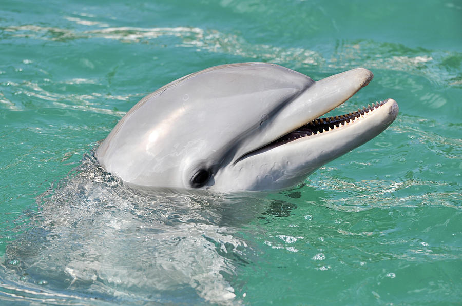 Nature Photograph - Dolphin Smiling Close Up by Brandon Bourdages