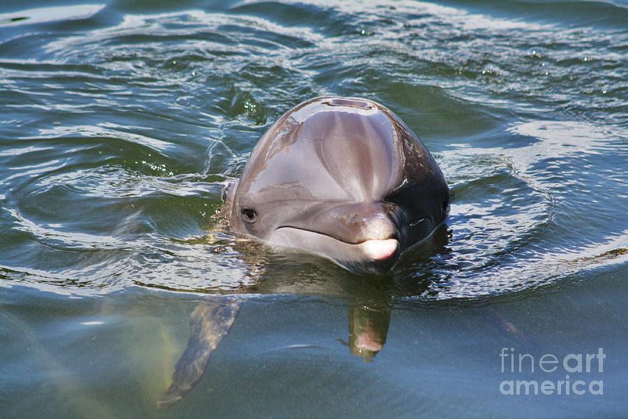 Dolphin Smooth Photograph
