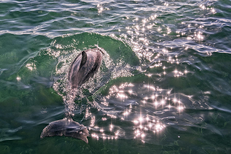 Dolphin Sparkle Photograph by Catherine Reading