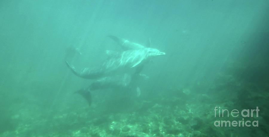 Dolphin swim by Francesca Mackenney Dolphin swim by Francesca Mackenney