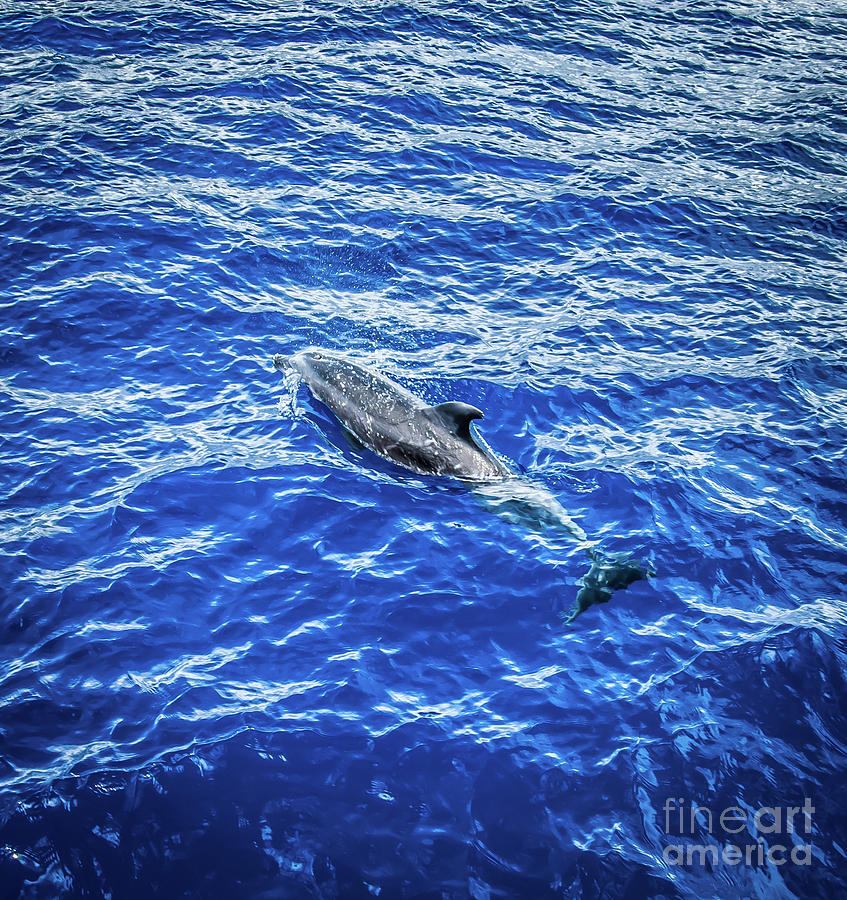 Dolphin Swimming Off Coast Of Lahaina Maui Photograph by Blake Webster
