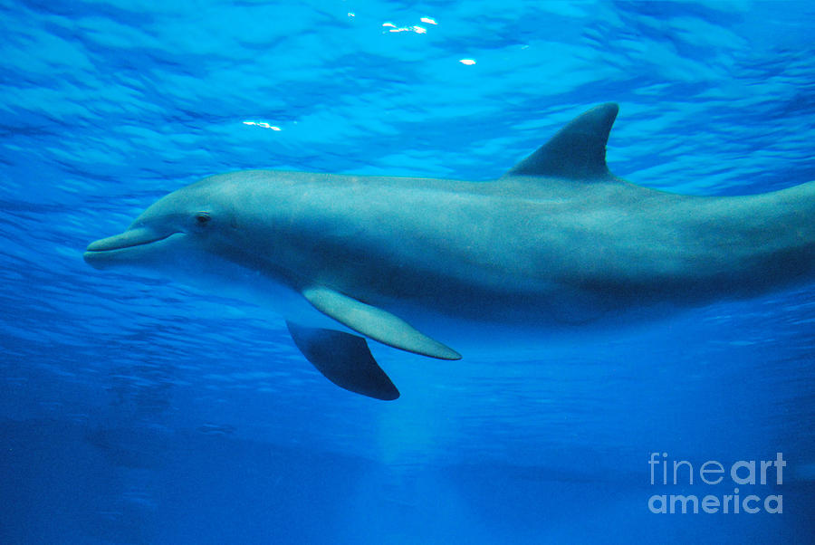 Dolphin Swimming Underwater Photograph by DejaVu Designs