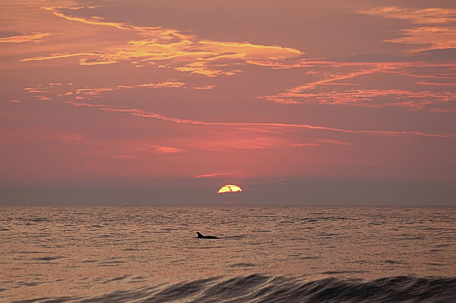 Dolphin Swims At Sunrise Photograph by Robert Banach