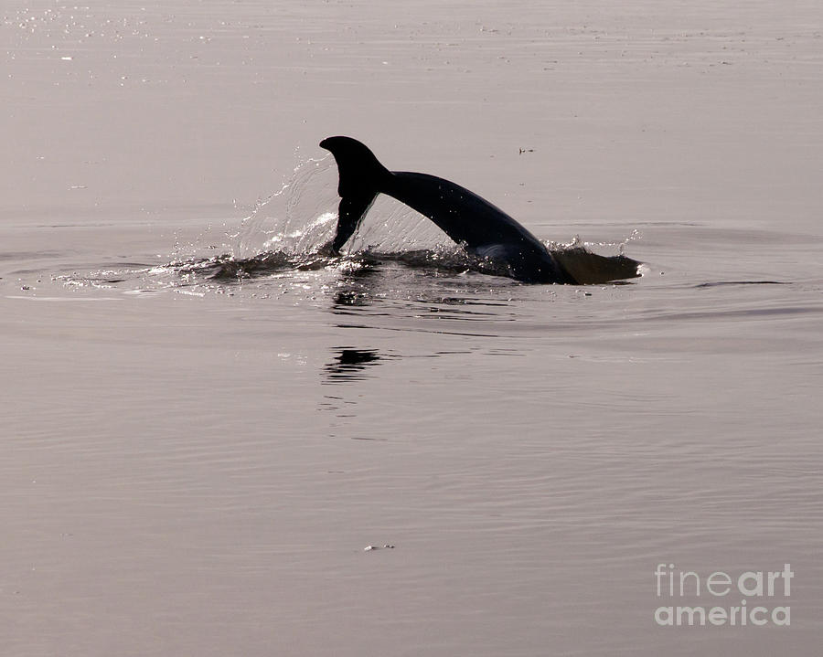 Dolphin Tail Photograph by Susan Cliett