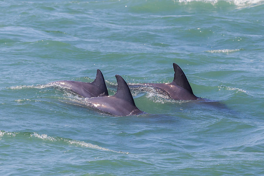 Dolphin Trio Photograph by Paul Schultz