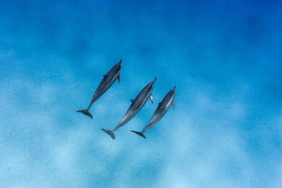 Dolphin Trio Photograph by Sean Davey
