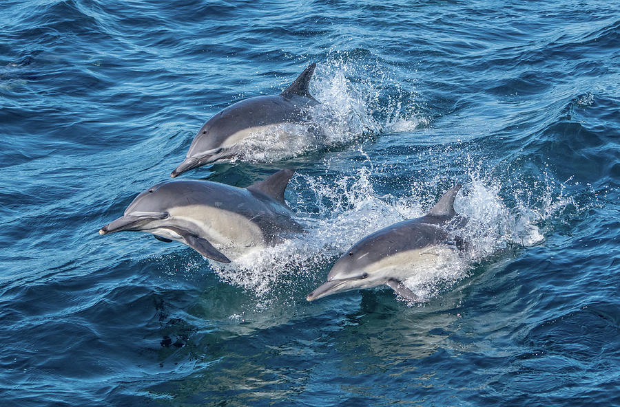 Dolphin TriPod Photograph by Randy Straka
