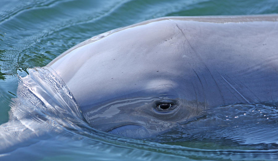 Dolphin Photograph by Ty Helbach