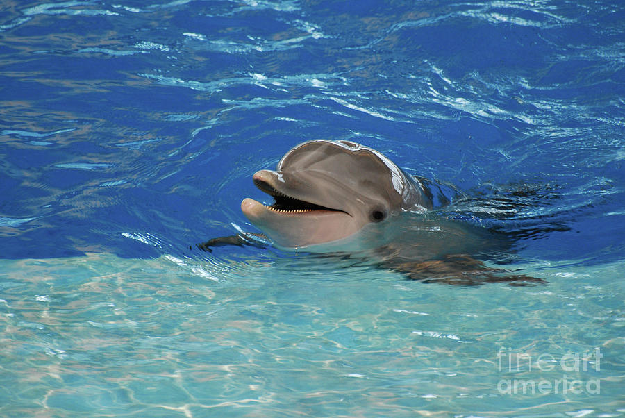 Dolphin Up Close with His Teeth Showing Photograph by DejaVu Designs