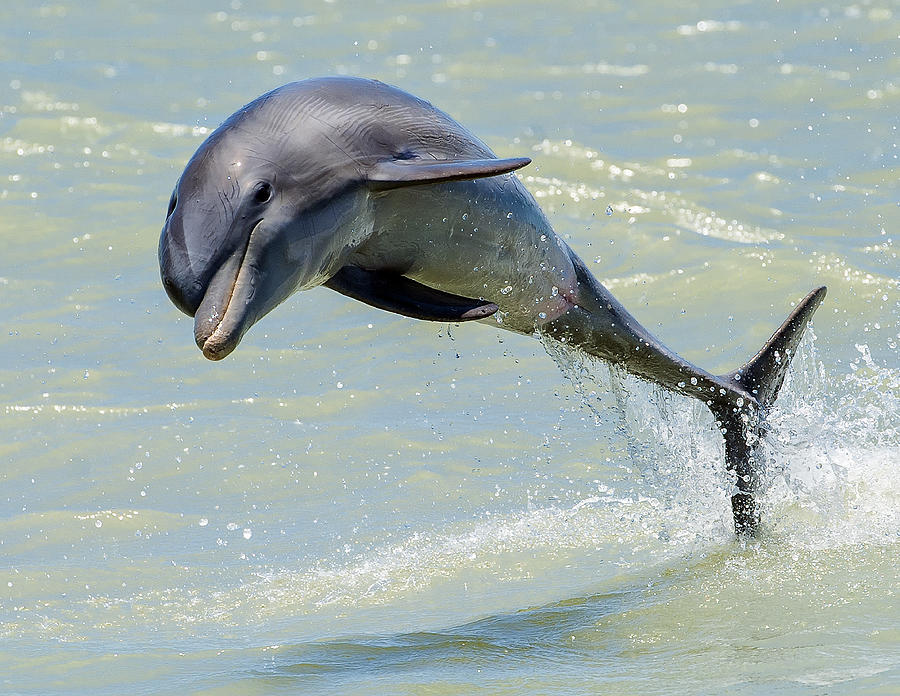 Dolphin Photograph by Wade Aiken