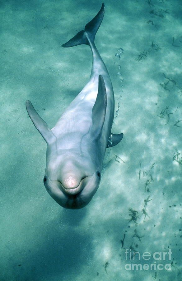 Dolphins Photograph by Douglas David Seifert