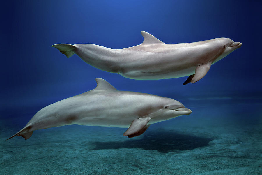 Dolphins Photograph by Giovanni Allievi