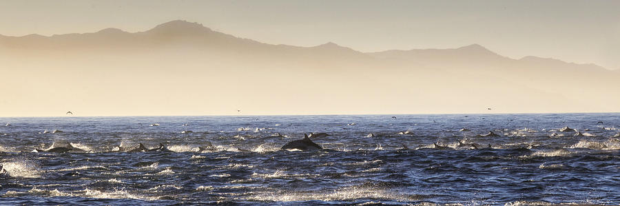 Dolphins In The Morning Light Photograph by Steve Gravano