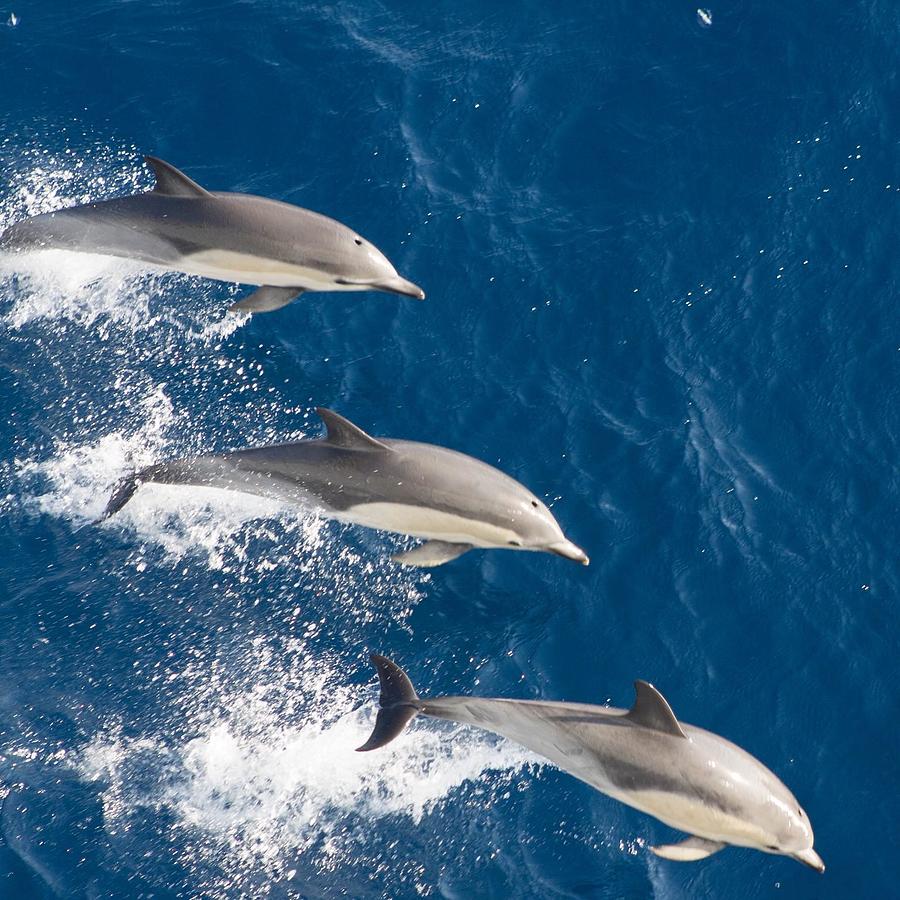 Dolphins Photograph