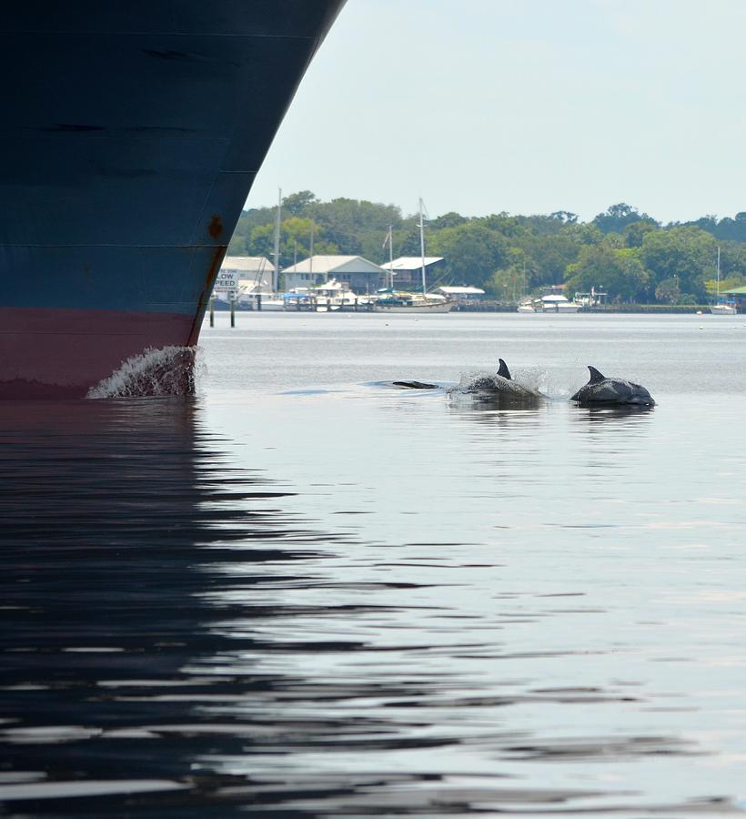 Dolphins Jumping by Ships Bow Photograph by Richard Bryce and Family