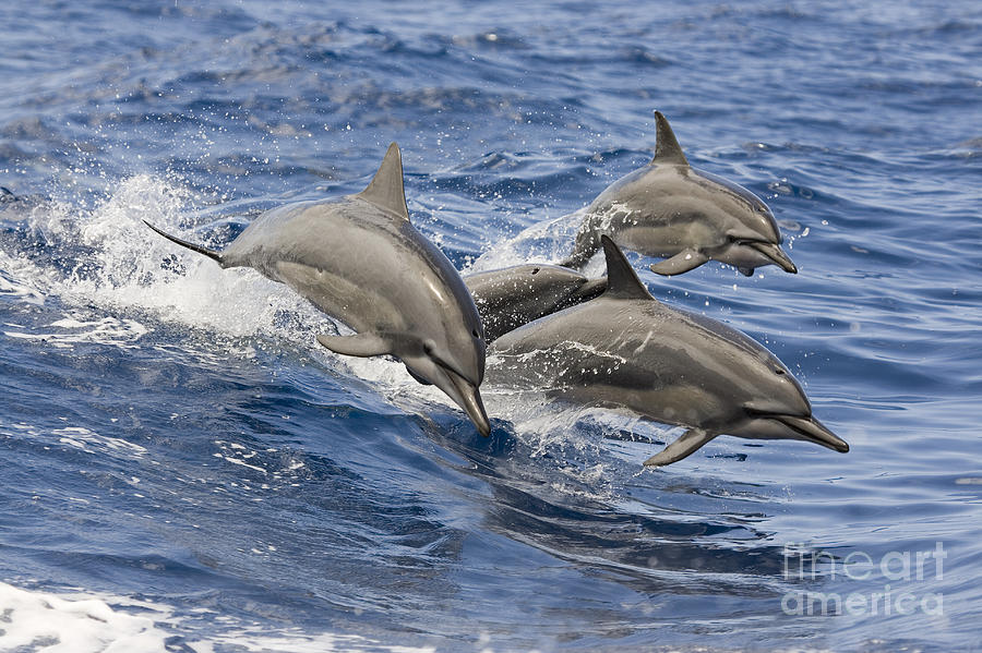 Dolphins Leaping Photograph by Dave Fleetham - Printscapes