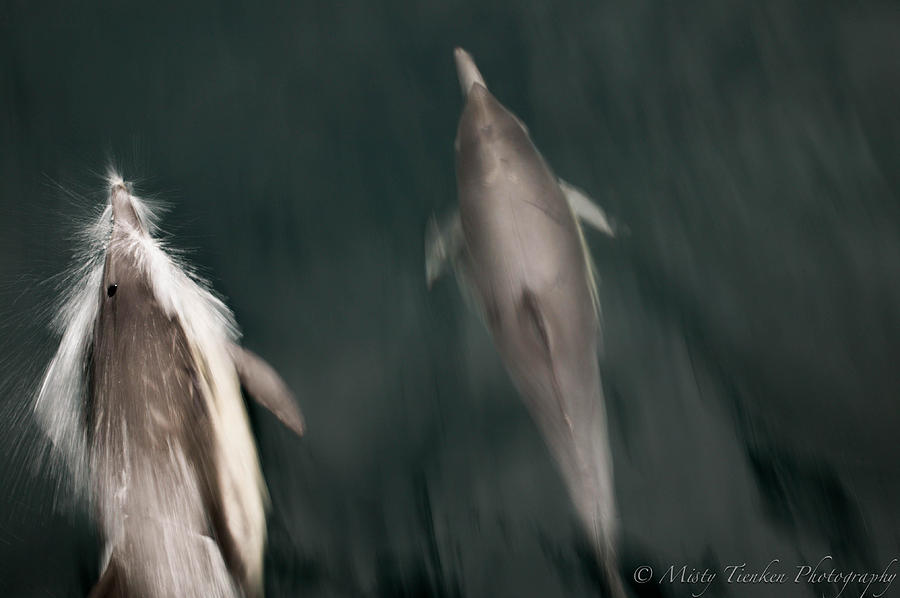Dolphins Photograph by Misty Tienken
