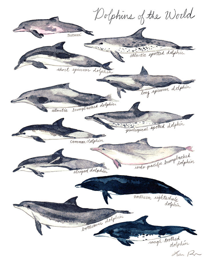 Dolphin Painting - Dolphins of the World Illustrated Chart Nautical Marine Biology Ocean Life by Laura Row