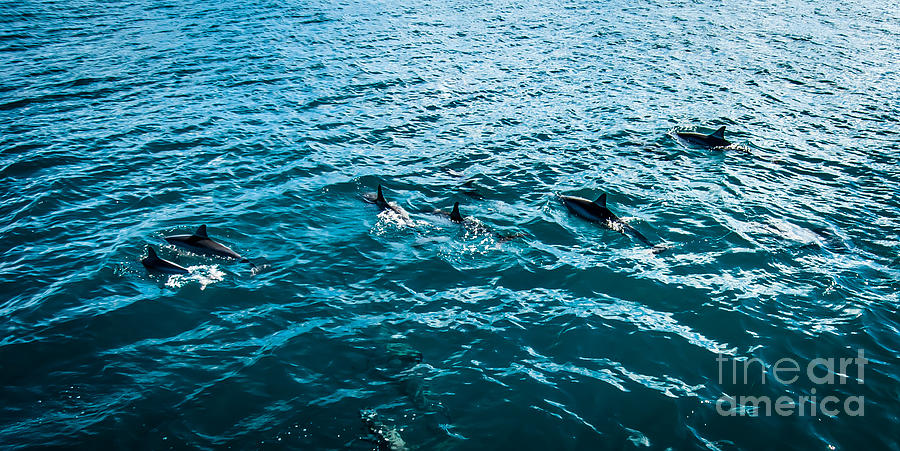 Dolphins Off Of The Na Pali Coast Photograph by Blake Webster