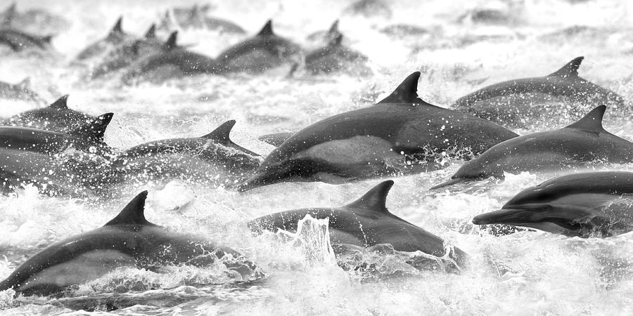 Marine Life Photograph - Dolphins On The Run by Steve Munch