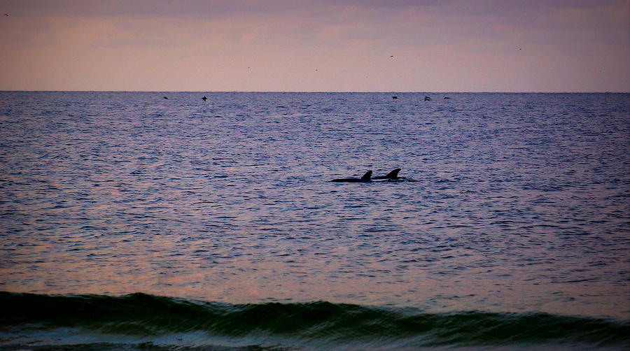Dolphins Photograph by Paul Wilford