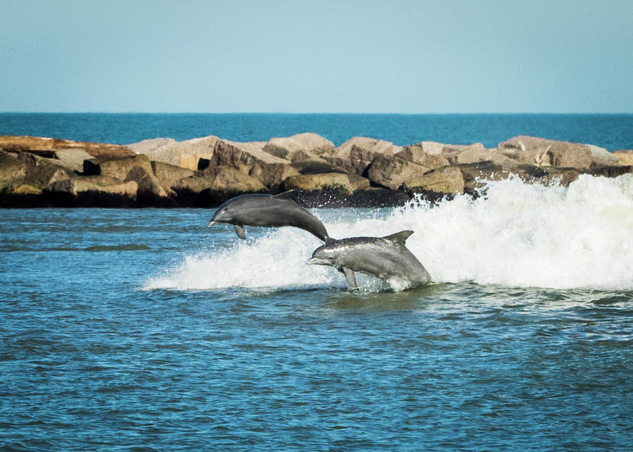 Dolphins  Photograph by Paula Ponath