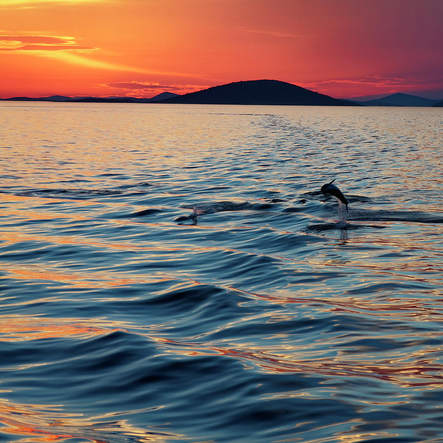Dolphins Play at Sunset Photograph by Sally Weigand