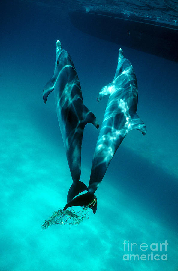 Dolphins Playing With Seaweed Photograph by Lawrence Naylor