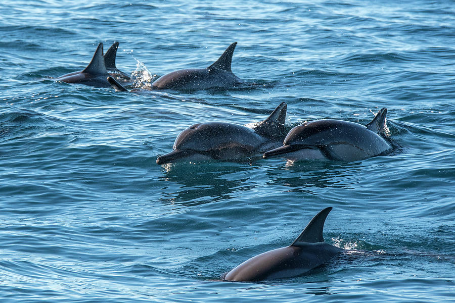 Dolphins Swimming In Maui Photograph by Matt McDonald
